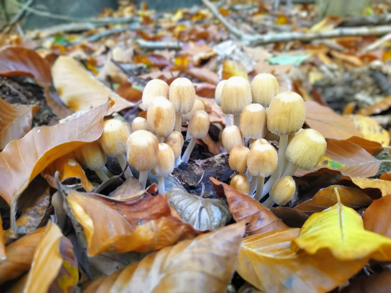 Junge Glimmertintlinge haben schimmernde Schuppen auf dem Hut. (Foto:M. Sick)