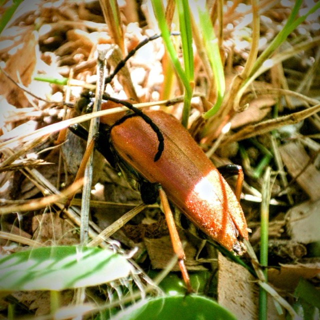 Stictoleptura rubra