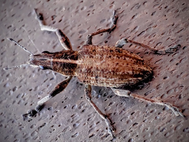 Gefurchter Dickmaulrüssler