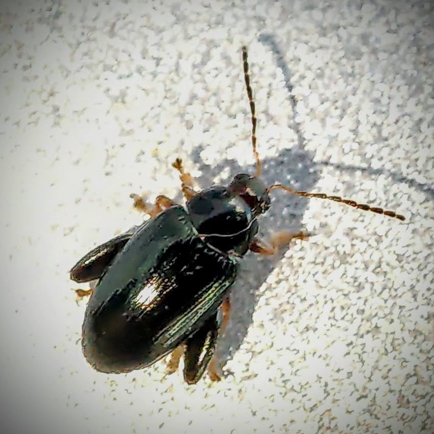 Kohl-Erdfloh, ein Käfer (Phyllotreta cruciferae)