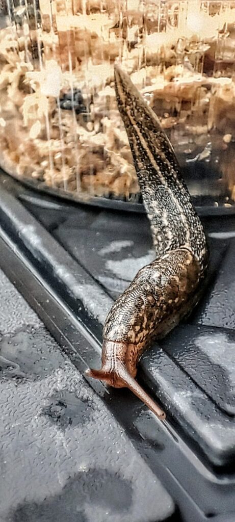 Heute setzte die erste Tigerschnecke ihren Fuß in unseren Garten.